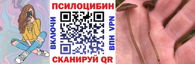 наркошоп дарк нет официальный сайт Псилоцибиновые грибы GOLDEN TEACHER Чкаловск
